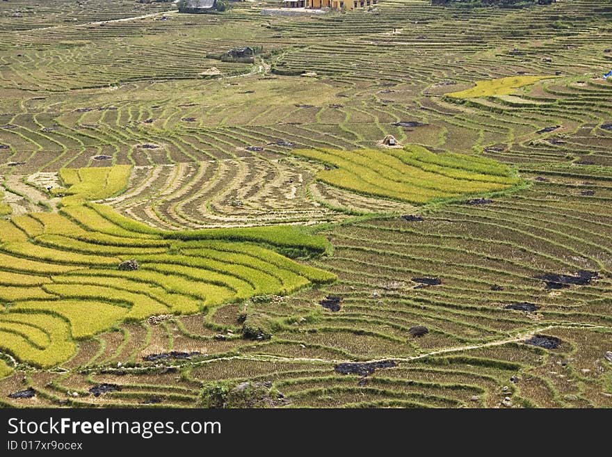 Rice Terraces On A River Valley