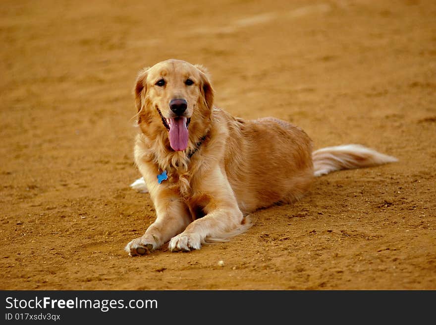 A very happy, but tired golden retreiver. A very happy, but tired golden retreiver.