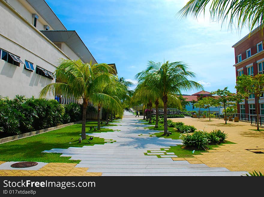 A walkway in in building area lined with palm trees. A walkway in in building area lined with palm trees