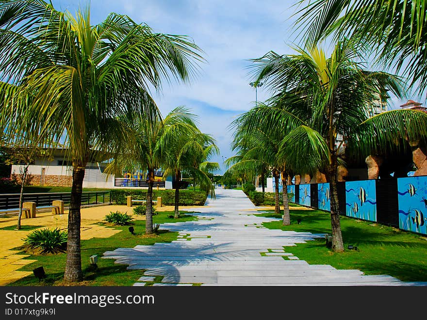 Walkway Through Palm Trees