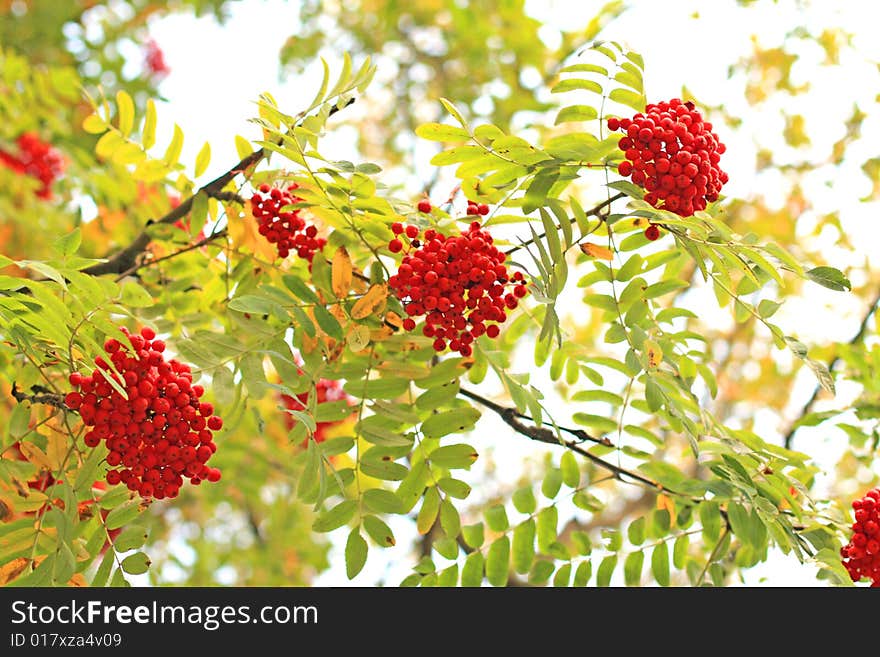 Three ash-berry clusters. Autumn background. Three ash-berry clusters. Autumn background.