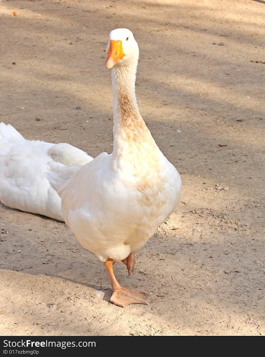 Close up of the white domestic goose