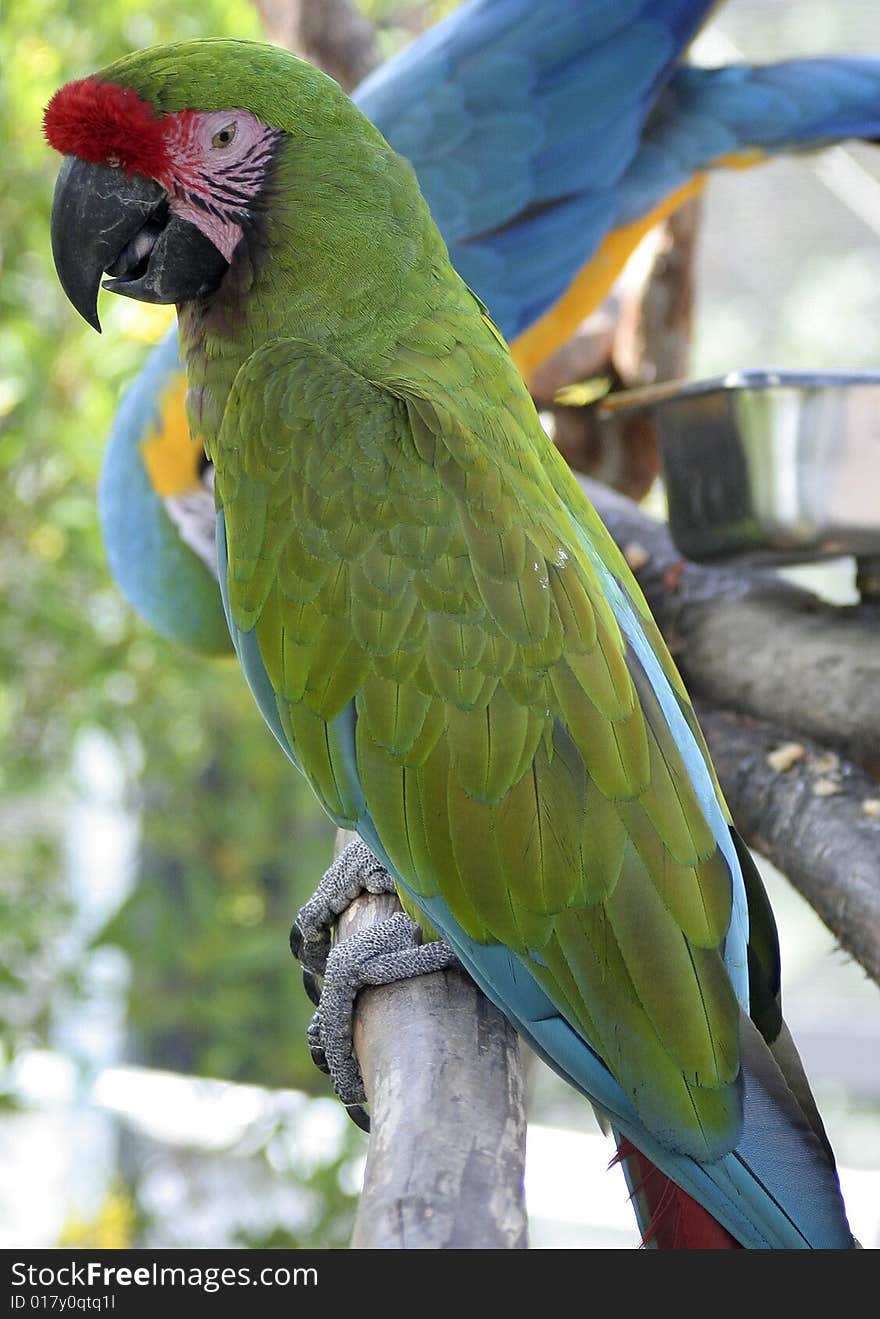 Green Parrot