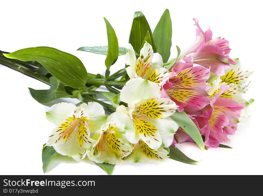 White and pink alstroemeria flowers