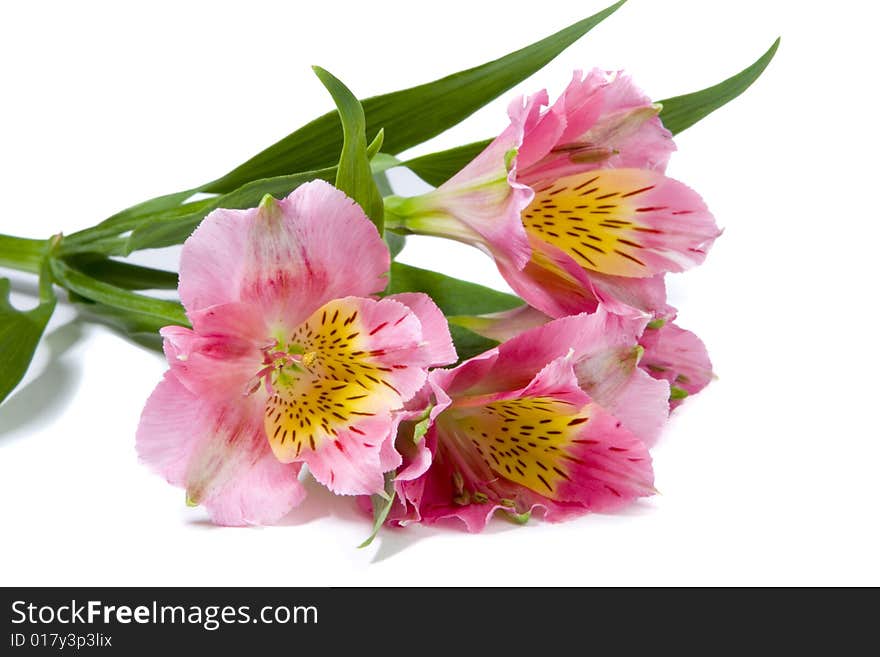 Pink Alstroemeria Flower