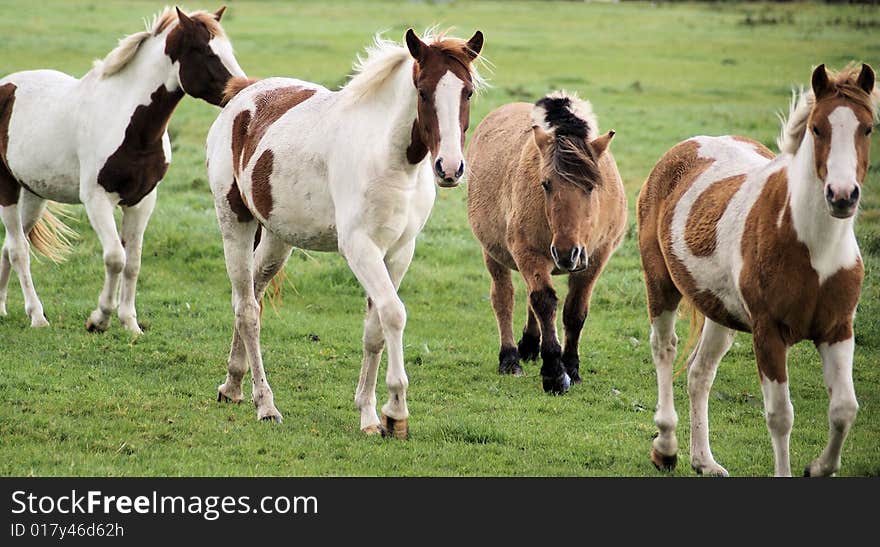 A herd of 3 colorful foal's together on the grasland. A herd of 3 colorful foal's together on the grasland