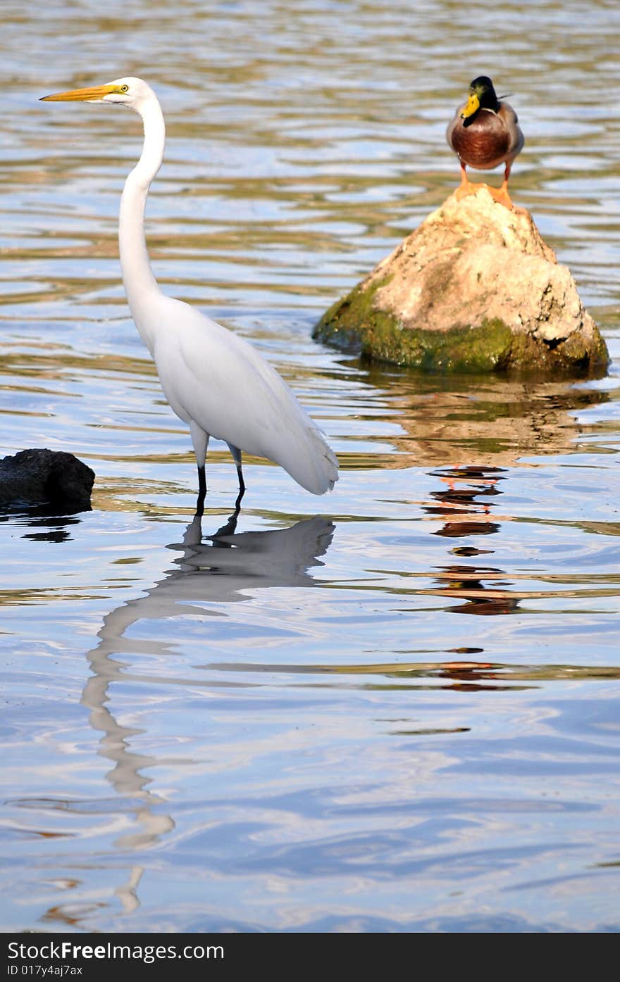 Snowy egret with mallard duck on the water. Snowy egret with mallard duck on the water