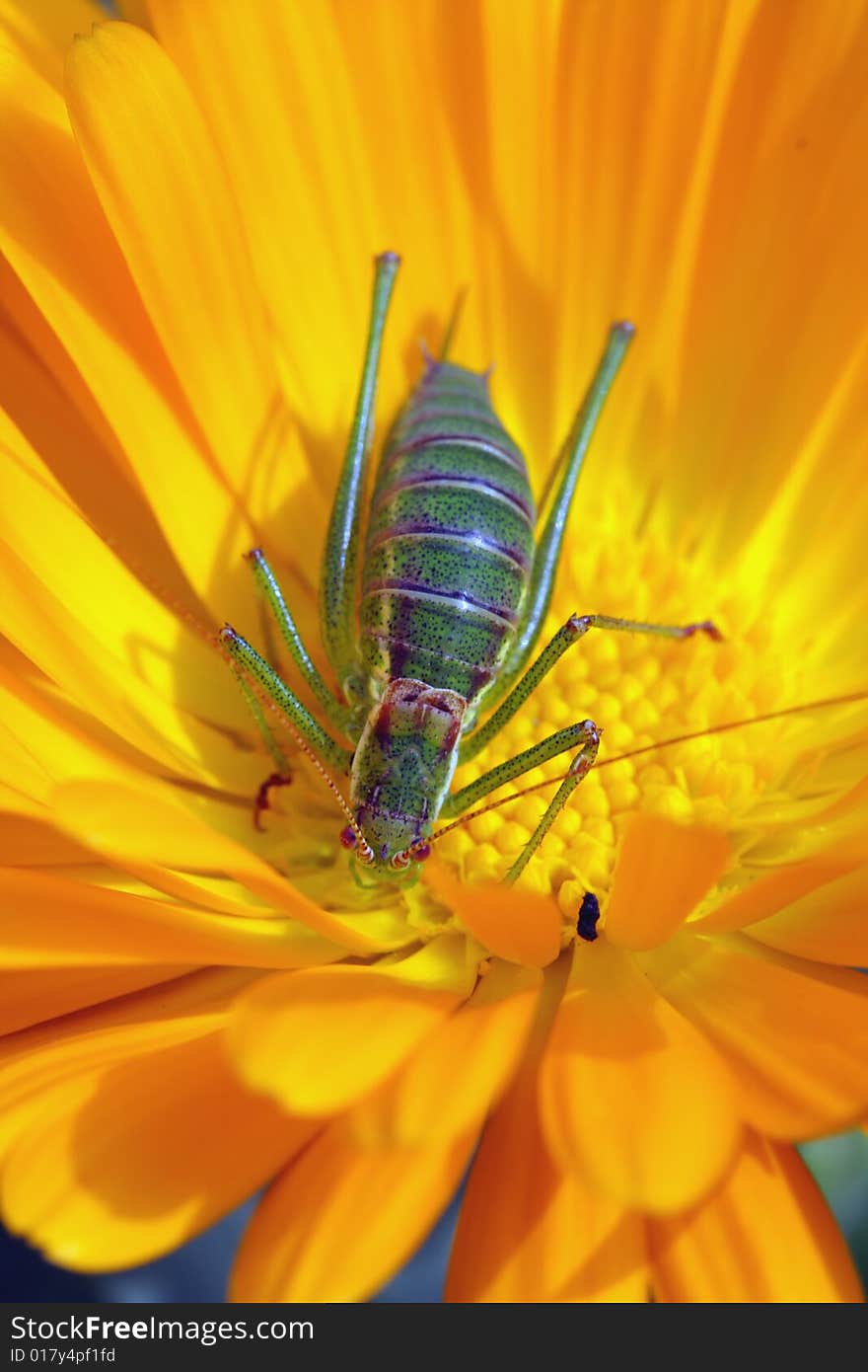 Meadow grass - hopper on yellow flower