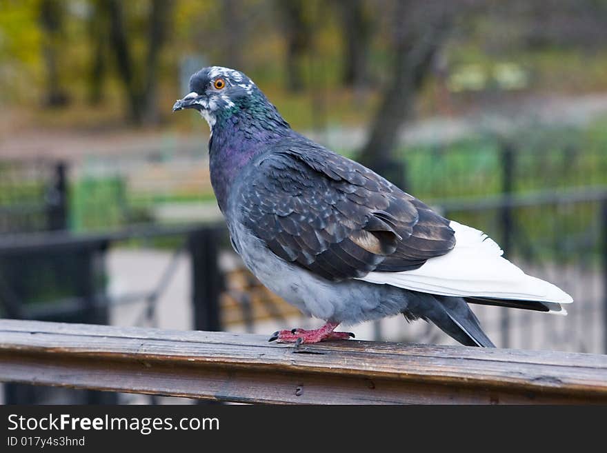 Dove sitting on handrail in park