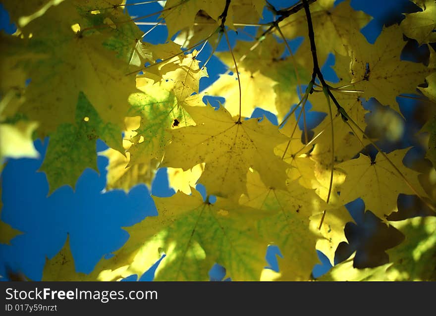 Sun in autumn maple leaves against blue sky. Sun in autumn maple leaves against blue sky