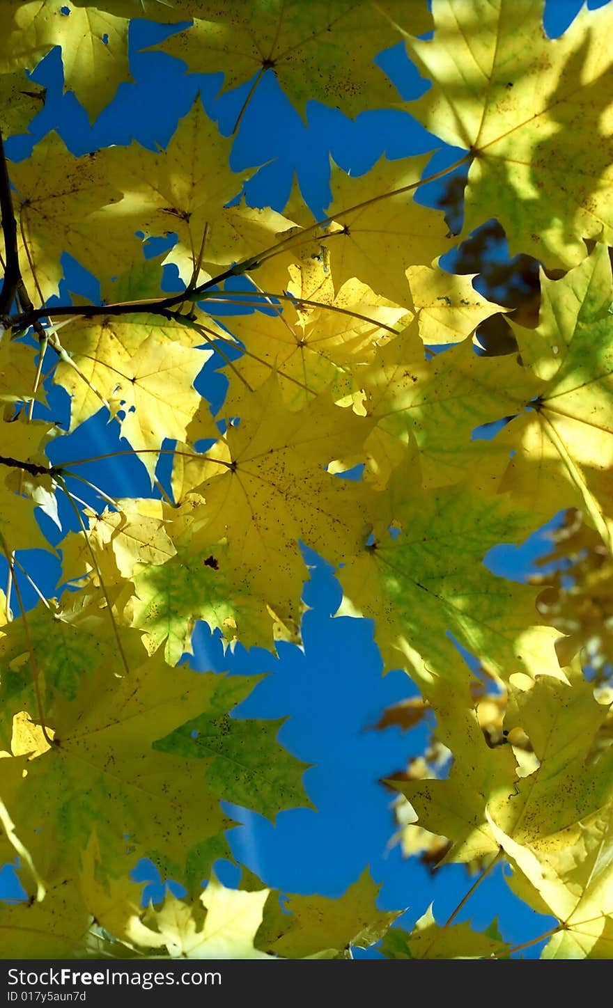 Sun in autumn maple leaves against blue sky. Sun in autumn maple leaves against blue sky