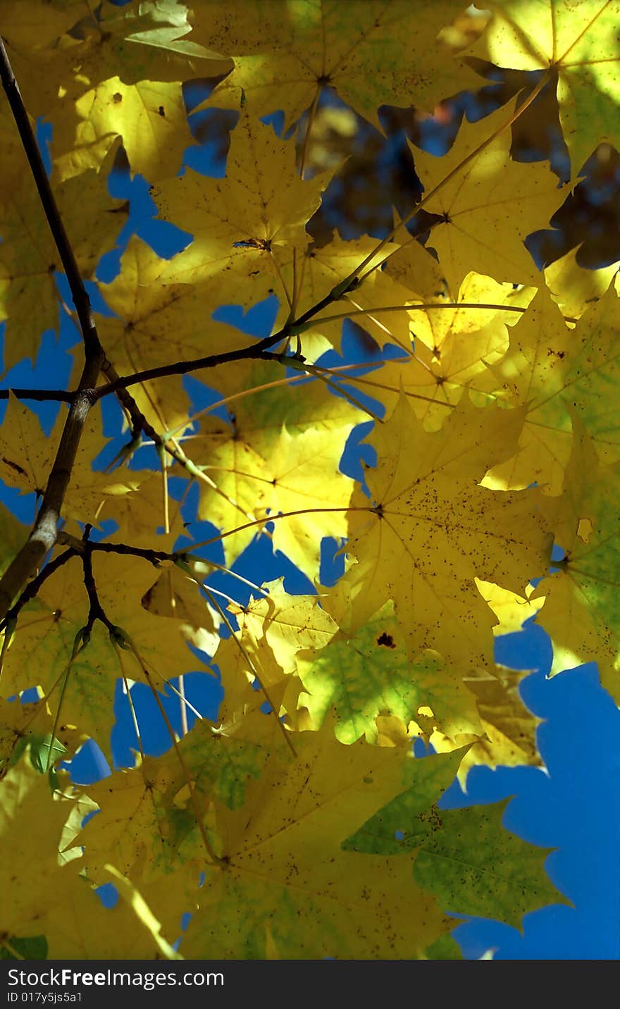 Sun in autumn maple leaves against blue sky. Sun in autumn maple leaves against blue sky