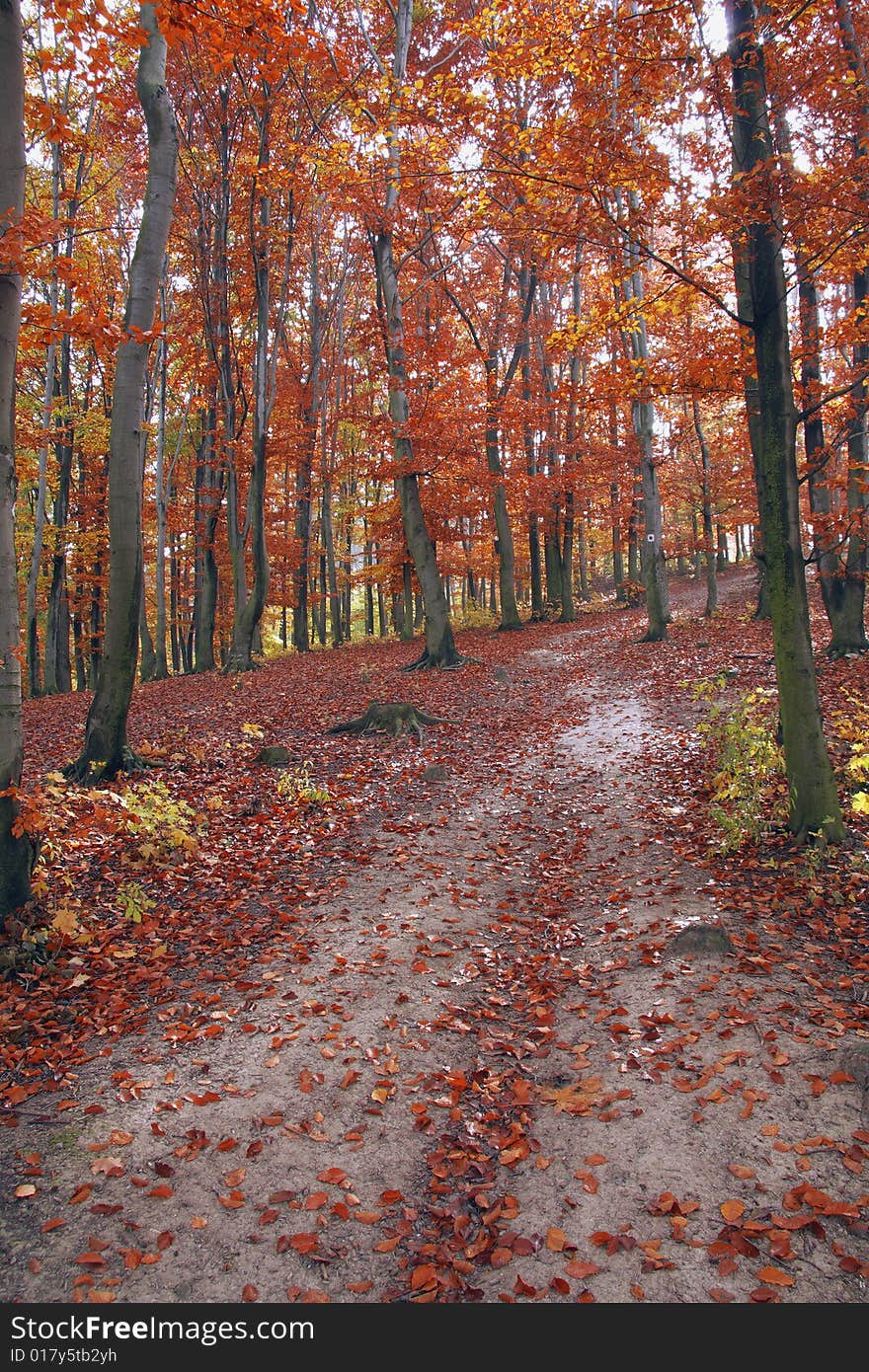 Red wood in autumn off