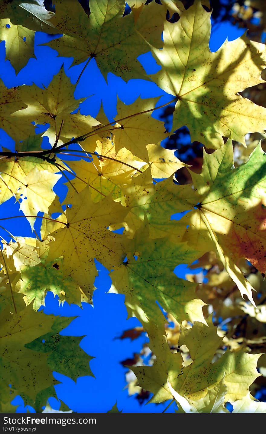 Sun in autumn maple leaves against blue sky. Sun in autumn maple leaves against blue sky