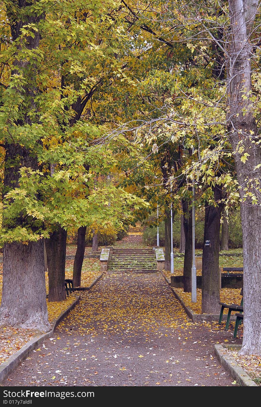 Way in autumn park timber