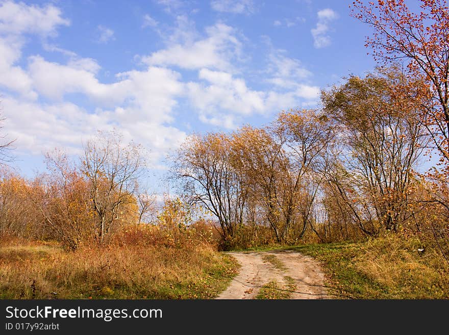 The road in the autumn woods. The road in the autumn woods