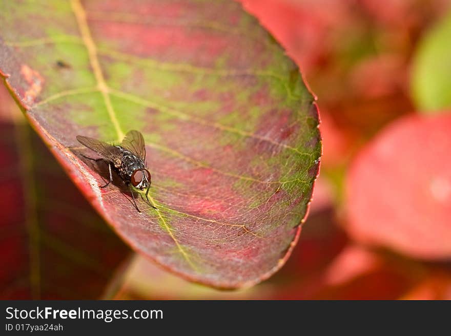 A common housefly resting on a red and green autumn leaf. A common housefly resting on a red and green autumn leaf