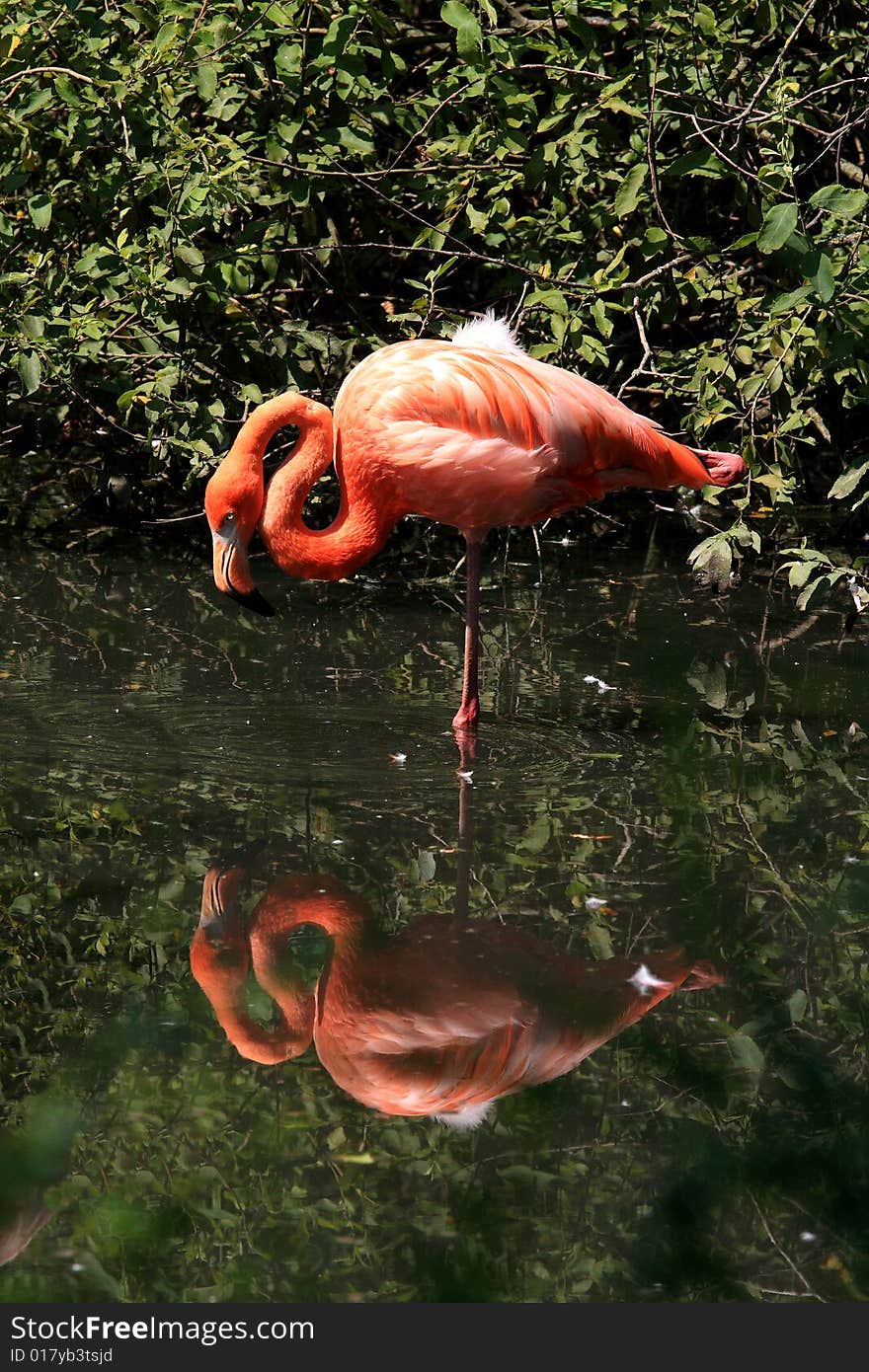 Flamingo with his reflection in the water. Flamingo with his reflection in the water.