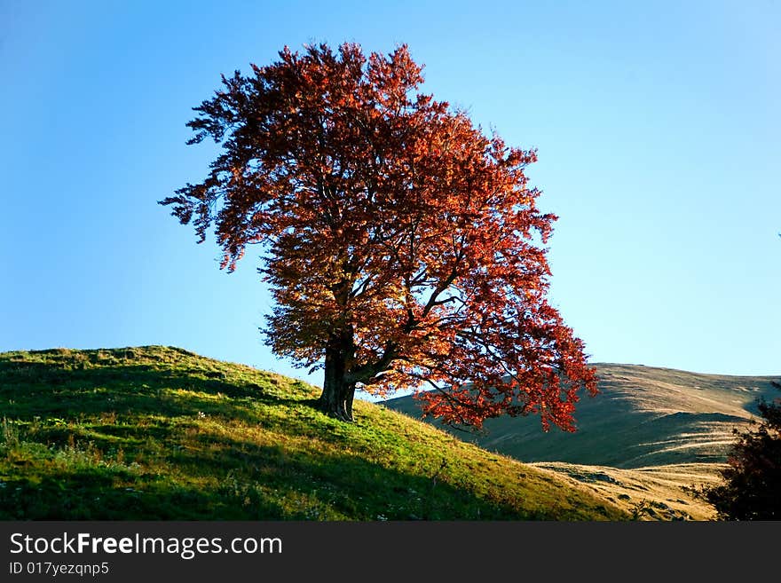 Tree on a hill