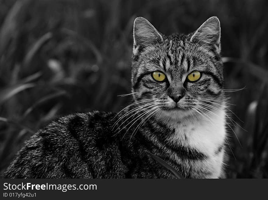 Cat in a meadow in black and white. Cat in a meadow in black and white