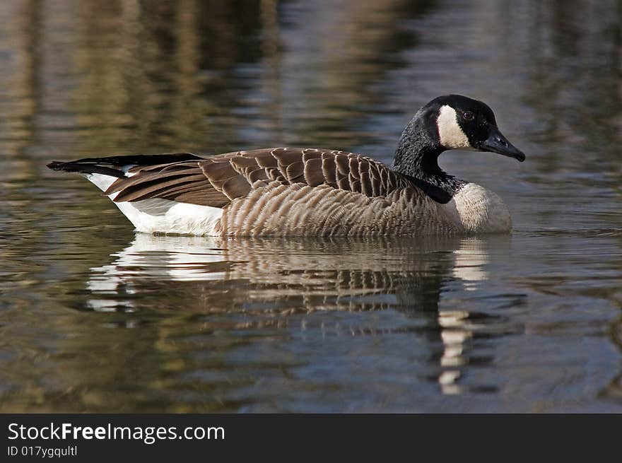 Canadian geese swimming in a lake in fall. Canadian geese swimming in a lake in fall