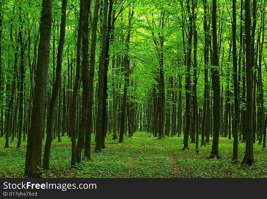 Path in summer green forest