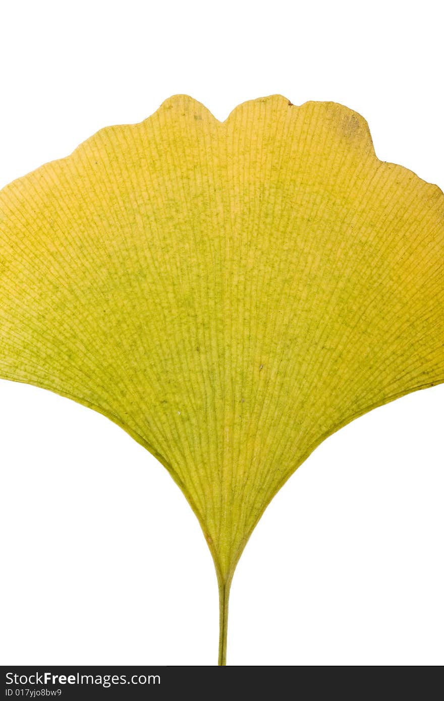 Yellow Autumn ginkgo Leaf on white
 Background