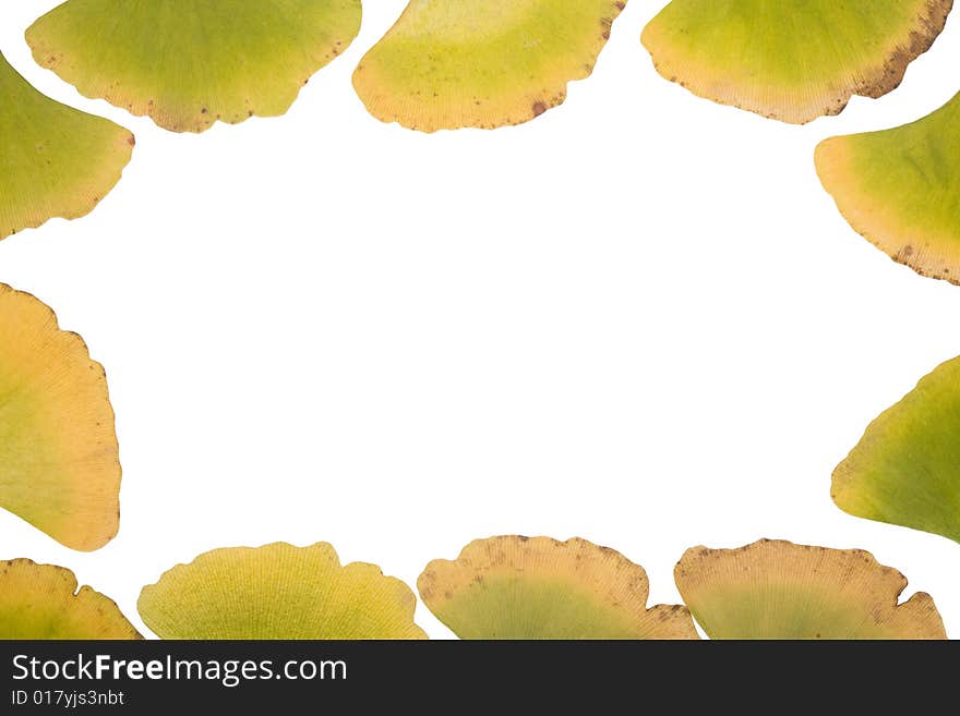 Ginkgo Leafs frame on white background