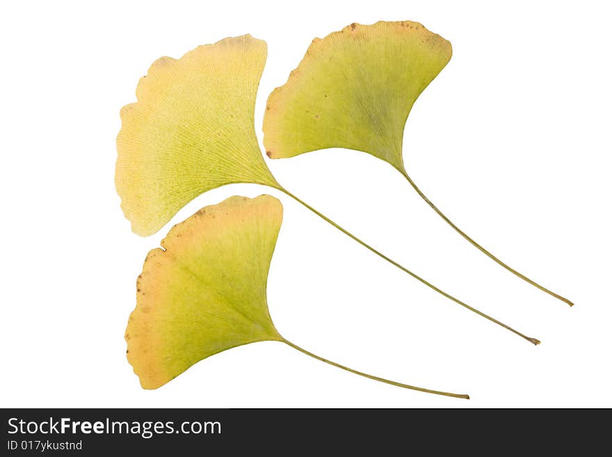 Yellow Autumn ginkgo Leafs on white
 Background