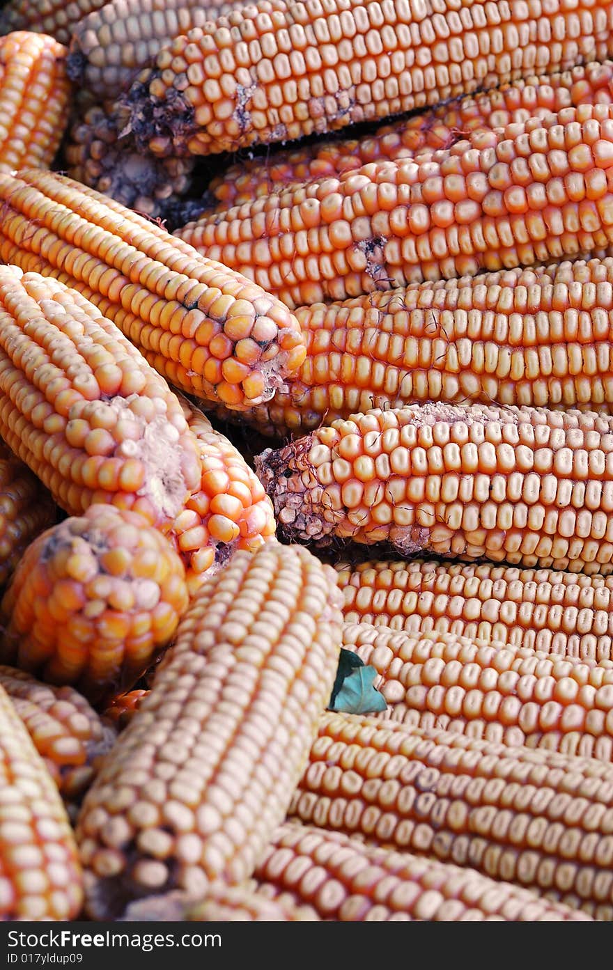 The corn places on the window. The corn places on the window