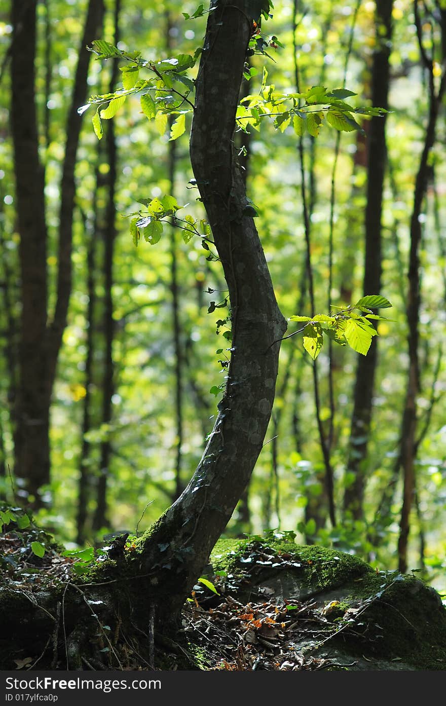 Bent tree on the moss-grown stone in the forest. Bent tree on the moss-grown stone in the forest.