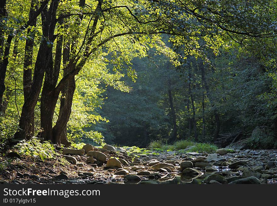 Dried-up watercourse in the forest.