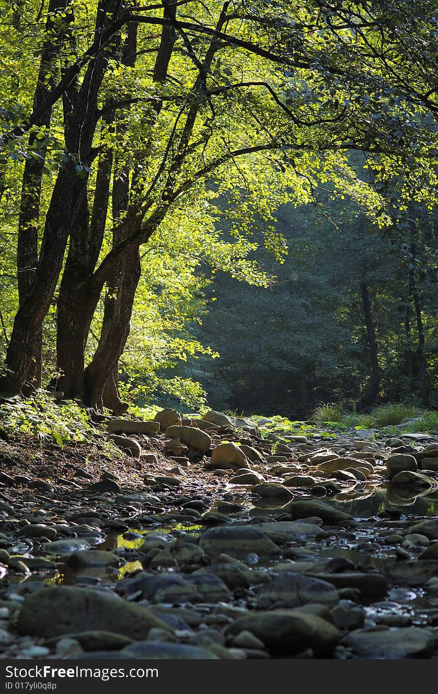 Dried-up watercourse in the summer forest. Dried-up watercourse in the summer forest.