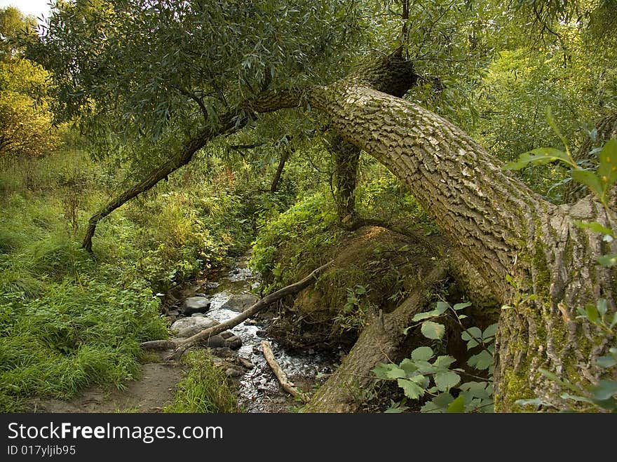 Bended tree in a city park in Moscow. Russia