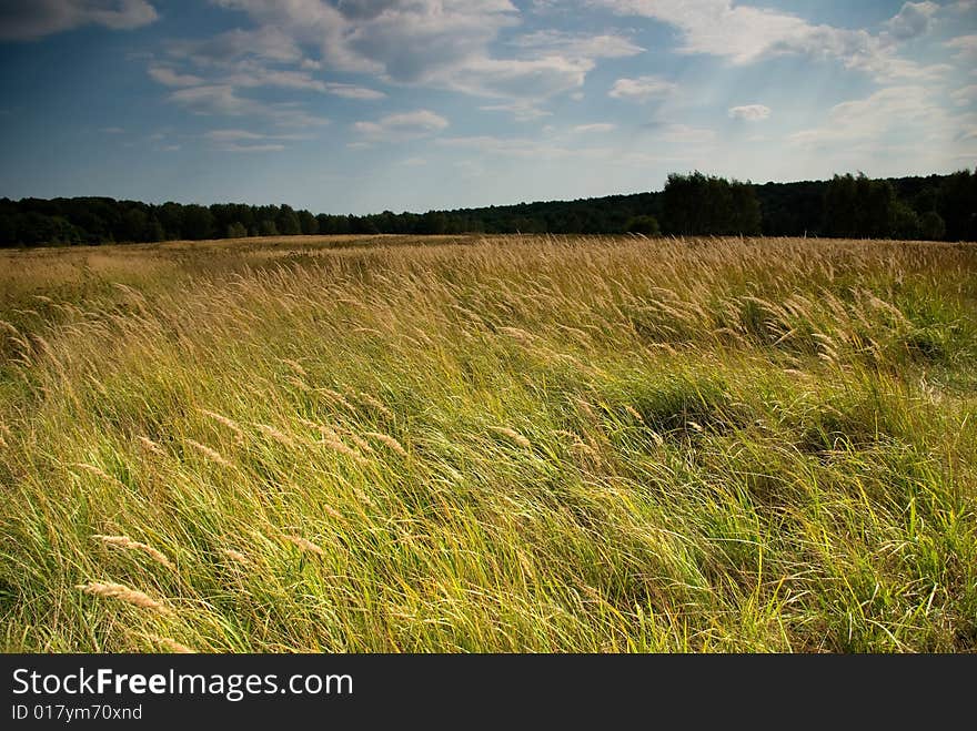 Meadow in a city park in Moscow