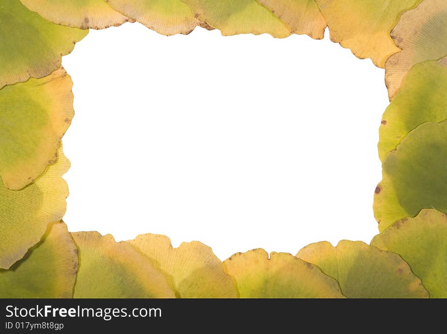 Ginkgo Leafs frame on white background