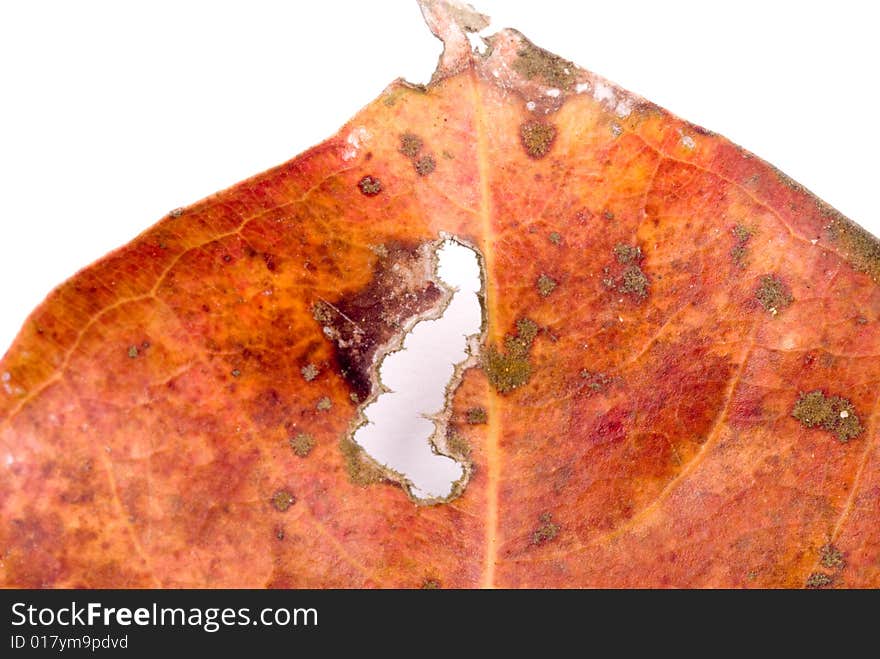 Close up observation of autumn colorful leaf. Close up observation of autumn colorful leaf