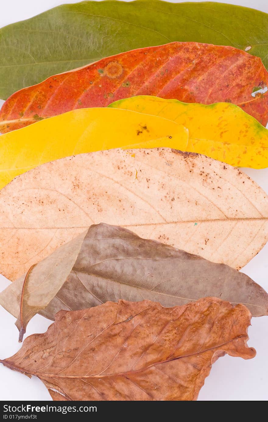 Autumn Leaves On White