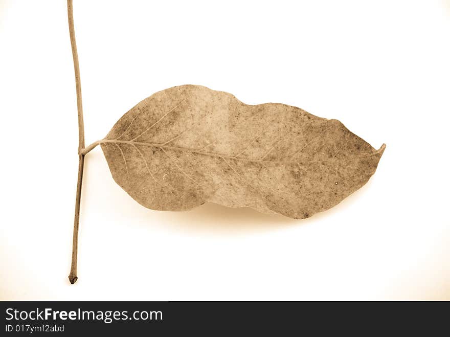 Beautiful autumn leaf isolated on white background