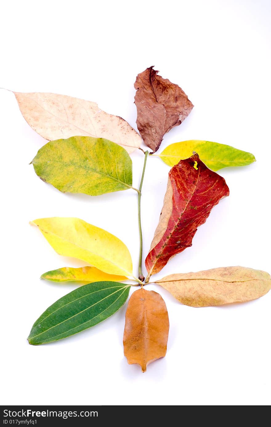 Autumn leaves on White