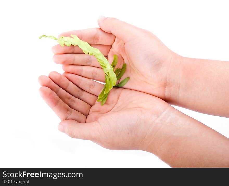 Holding Leaf Isolated