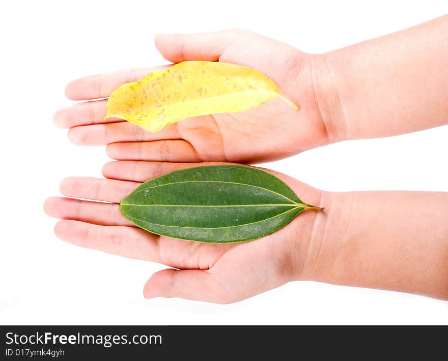 Slim female hand holding fallen leaf isolated on white. Slim female hand holding fallen leaf isolated on white