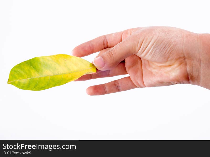 Slim female hand holding fallen leaf isolated on white. Slim female hand holding fallen leaf isolated on white