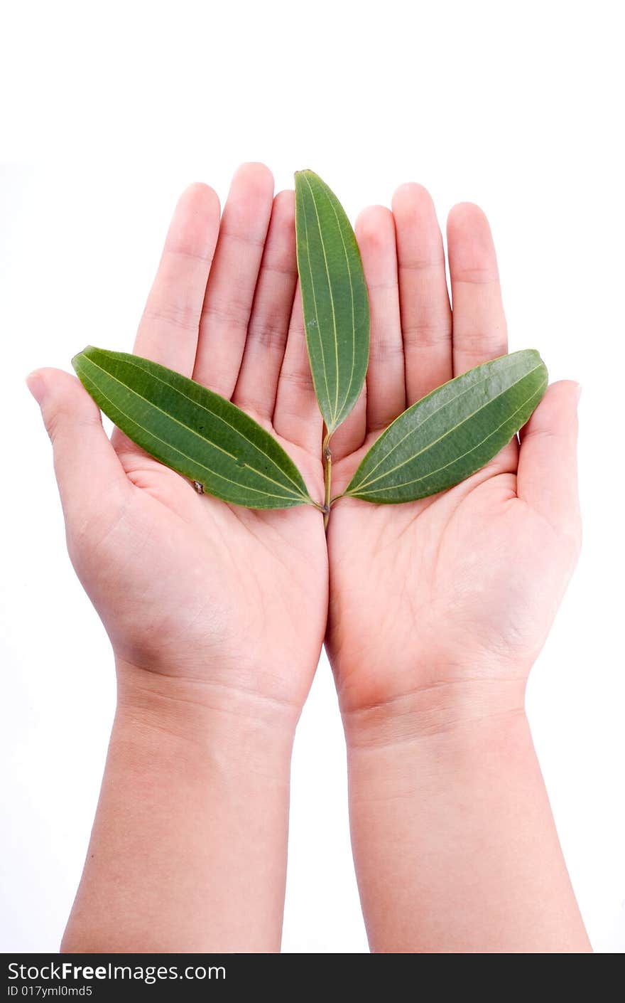 Holding leaf isolated