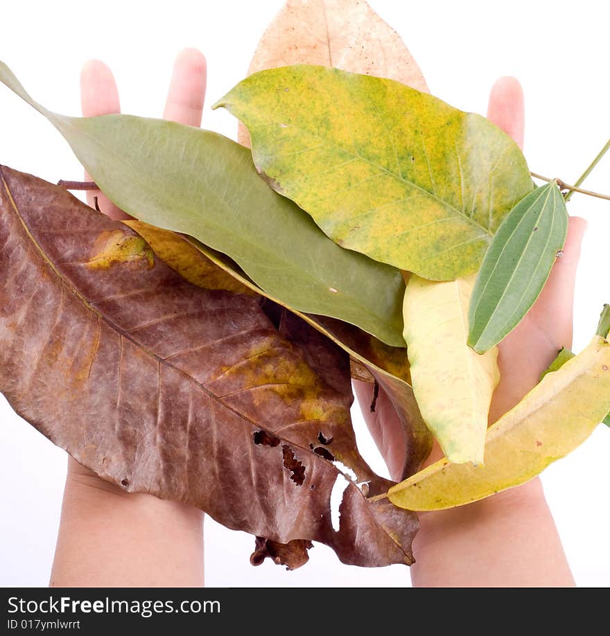 Slim female hand holding fallen leaf isolated on white. Slim female hand holding fallen leaf isolated on white