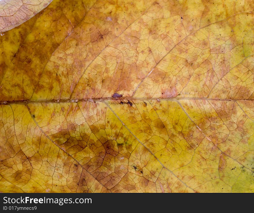 Leaf Close-up