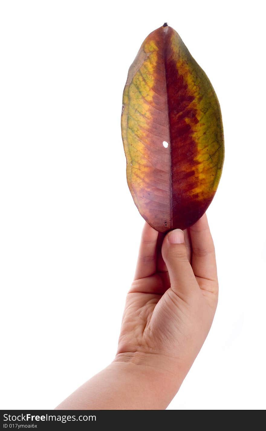 Holding Leaf Isolated