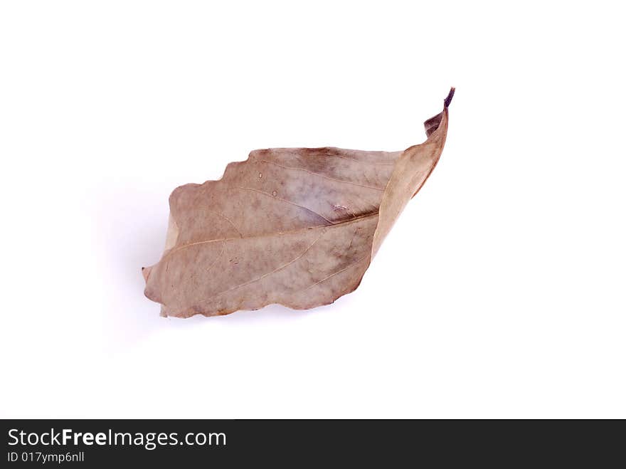 Leaf isolated on White