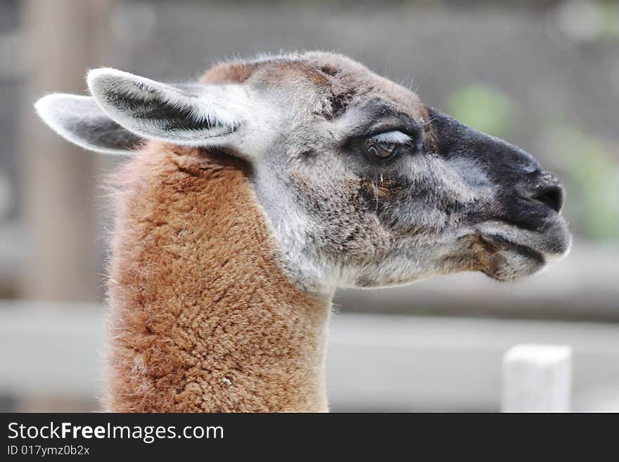 Lama guanicoe head.