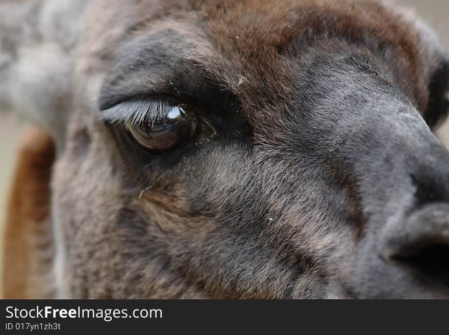 Lama Guanicoe Head.